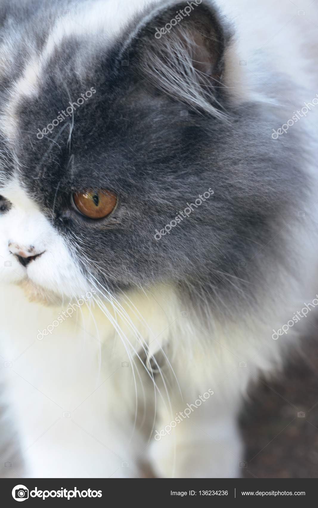 Pictures Gray And White Cat Breeds With Persian Cat Breed Gray