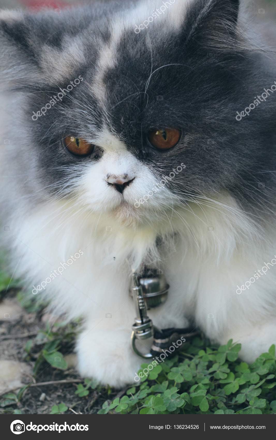 Razza Di Gatto Persiano Grigio E Bianco Incantevole Foto Stock