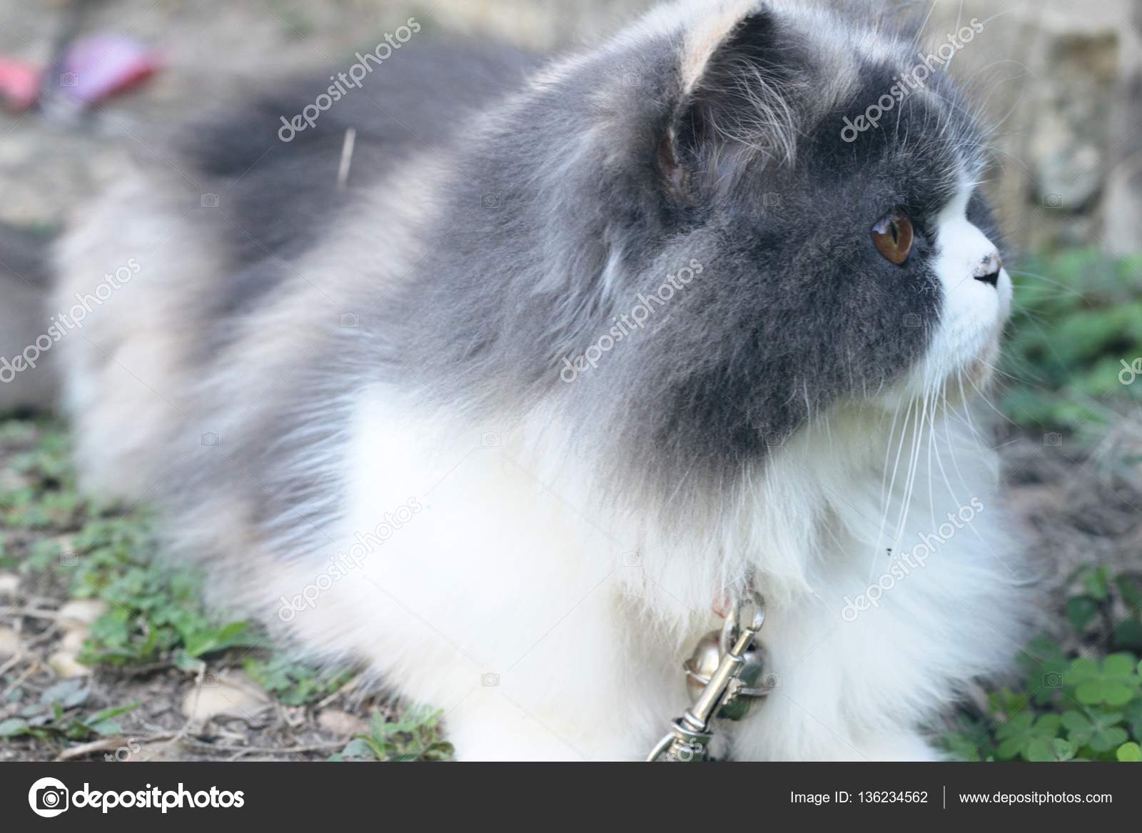 Razza Di Gatto Persiano Grigio E Bianco Incantevole Foto Stock