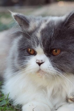 Farsça kedi doğurmak, gri ve beyaz güzel.