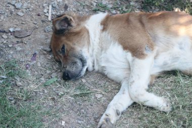 Kahverengi köpek kat çimenlerin üzerinde uyuyor
