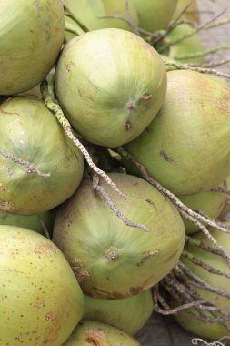 Taze hindistan cevizi bir grup olduğunu.