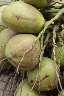 Taze hindistan cevizi bir grup olduğunu.