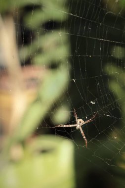 Örümcek ağları üzerinde ağaç doğa.