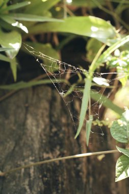 Örümcek ağları üzerinde ağaç doğa.