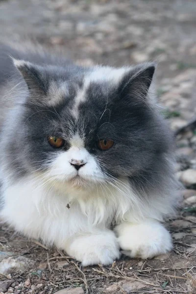 Persisk katt rasen, grå och vit härlig. — Stockfoto