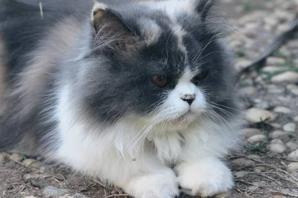 ペルシャ猫の品種、グレーと白の素敵です. — ストック写真