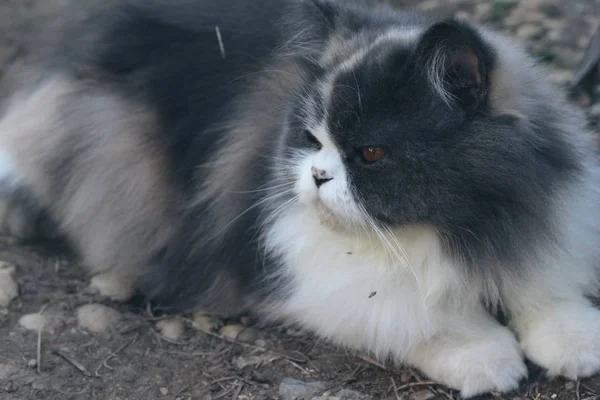 Persian cat breed, gray and white lovely. — Stock Photo, Image