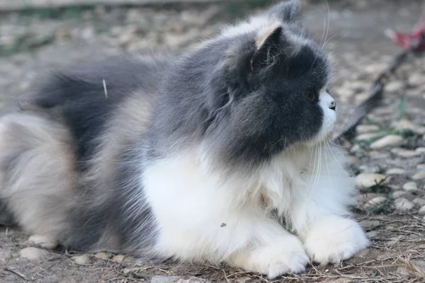 Persa gato crianza, gris y blanco precioso . — Foto de Stock