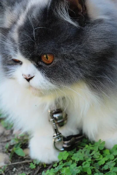 Persian cat breed, gray and white lovely. — Stock Photo, Image