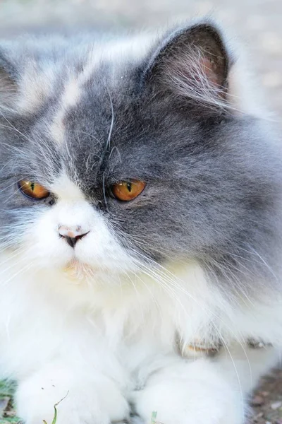 Perská kočka plemene, šedá a bílá krásné. — Stock fotografie