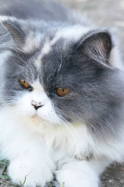 Persian cat breed, gray and white lovely. — Stock Photo, Image