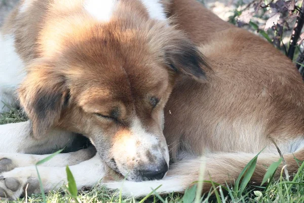 Браун собаки спати на підлозі трава — стокове фото