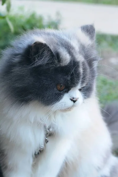 Raça de gato persa, cinza e branco adorável . — Fotografia de Stock