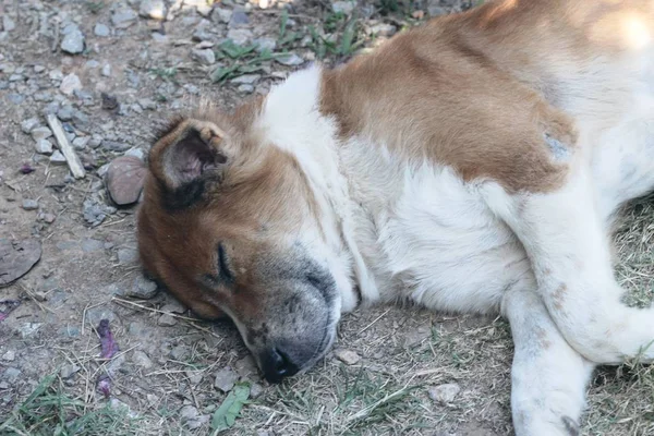 Коричневая собака спит на траве — стоковое фото