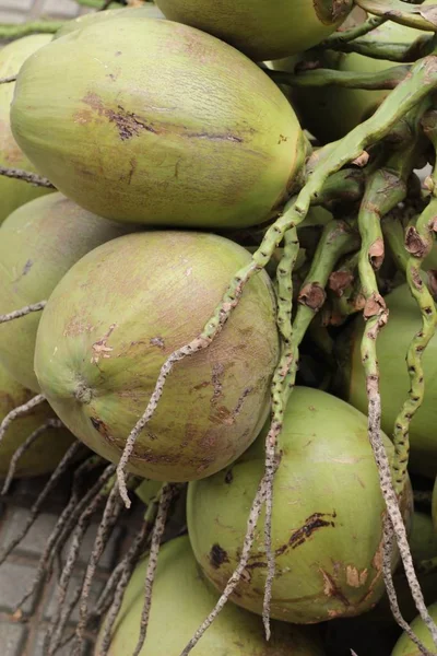 Taze hindistan cevizi bir grup olduğunu.