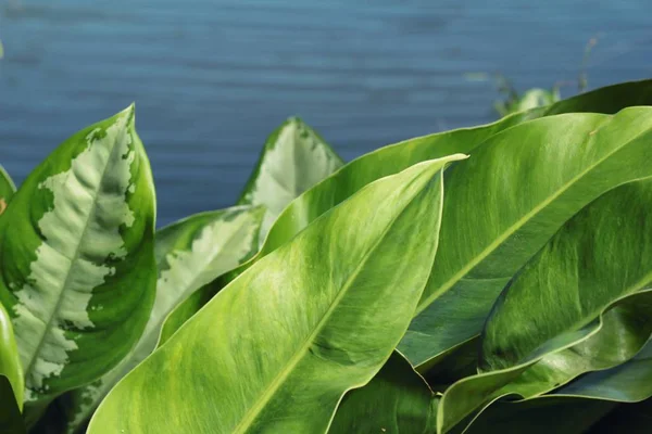 Foglie con ombra alla natura — Foto Stock