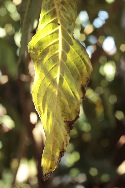 Leaves with shadow at the nature. — Stock Photo, Image