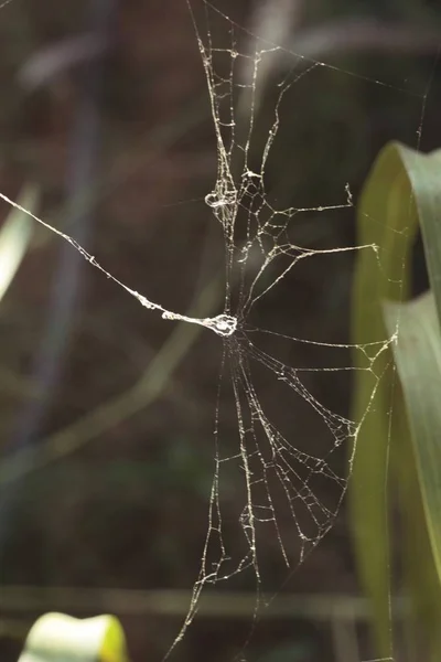 Las telas araña en el árbol en la naturaleza . —  Fotos de Stock