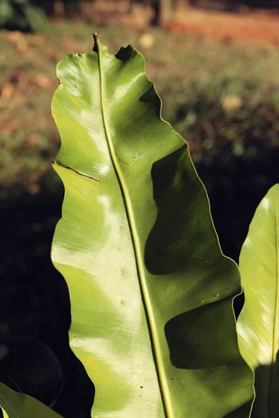 Leaves with shadow at the nature. — Stock Photo, Image