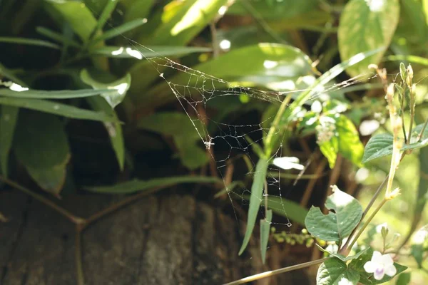 Spindelnät på träd i naturen. — Stockfoto