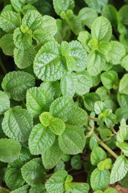 Biber nane yaprakları doğada.