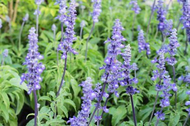 Mor Ada çayı çiçekler güzel Bahçe