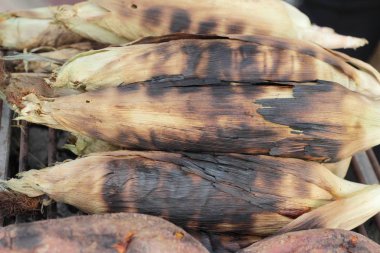 Tatlı mısır koçanı lezzetli ızgara.