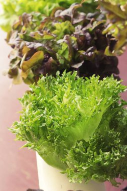 taze marul hydroponics bahçe içinde sağlık için.