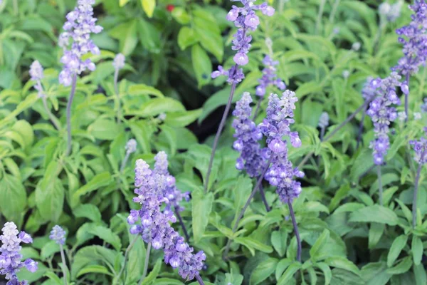 Flores de salvia roxas em belo no jardim — Fotografia de Stock