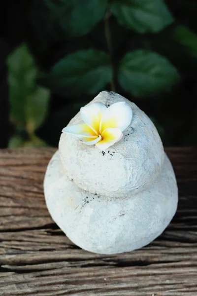 在岩石上美丽的光的梅花. — 图库照片