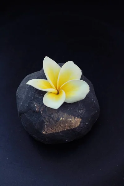 Flor de Plumeria con hermosa luz sobre roca — Foto de Stock