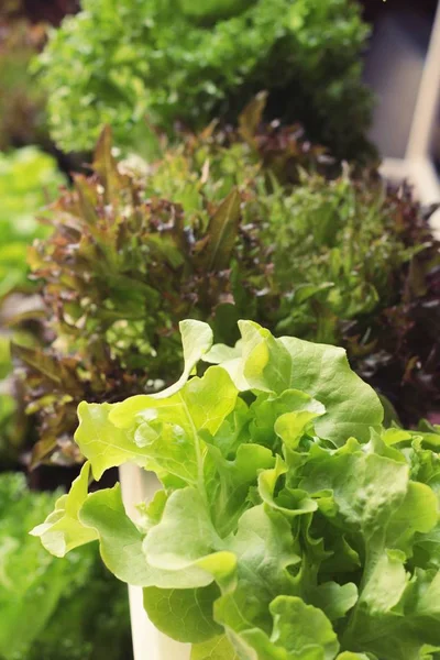 Hidropónica de lechuga fresca para la salud en el jardín . — Foto de Stock