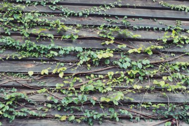 Güzel yeşil asma duvarım.