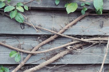 Güzel yeşil asma duvarım.