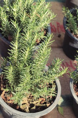 Biberiye tencerede taze yeşillik.