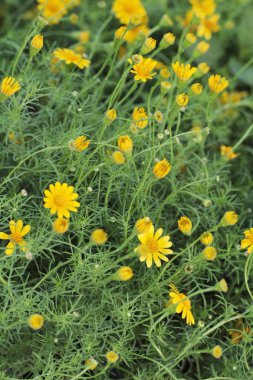 Sarı papatya çiçek doğada