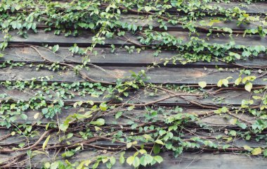 Güzel yeşil asma duvarım.