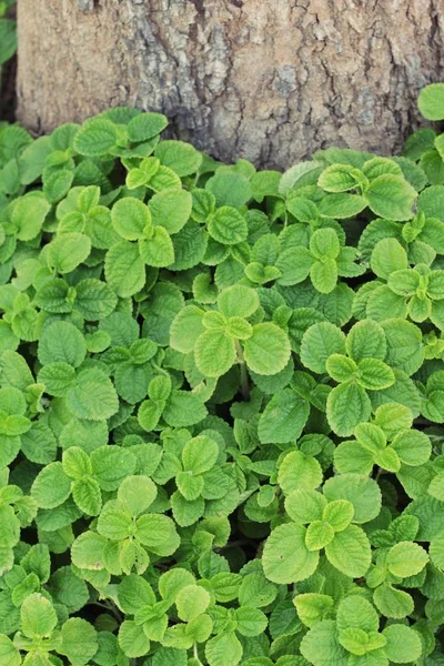 Hojas de menta de pimienta en la naturaleza . — Foto de Stock