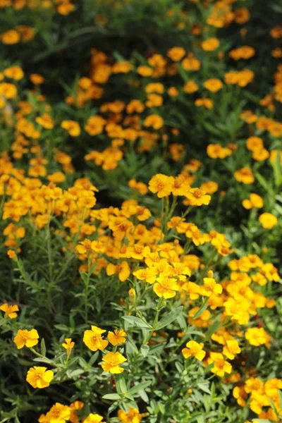 Желтые ромашки в природе — стоковое фото