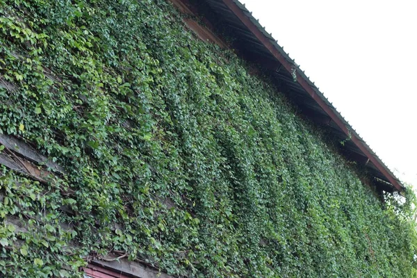 Beautiful green vine is beside the wall. — Stock Photo, Image