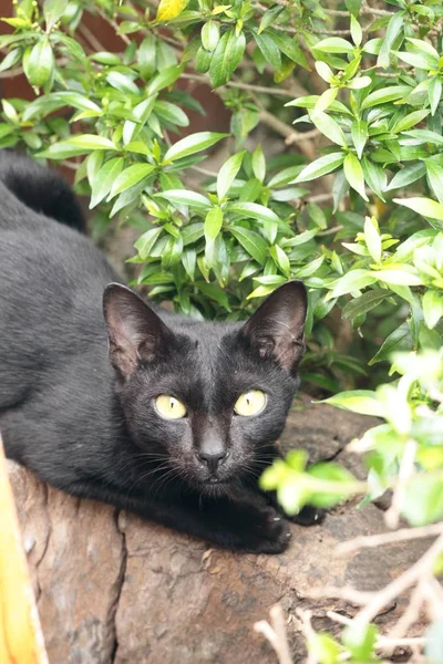 Kara kedi bahçeye bakan. — Stok fotoğraf
