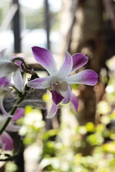 Květ orchideje krásné v zahradě. — Stock fotografie