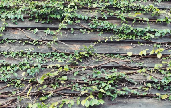 Güzel yeşil asma duvarım.