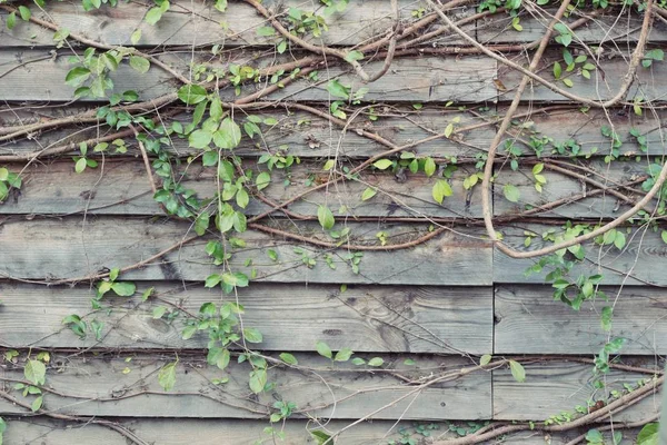 Krásné zelené révy je u zdi. — Stock fotografie
