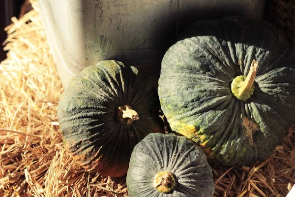 Citrouille fraîche sur un tas de paille — Photo