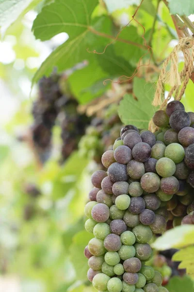 Raisins frais dans le vignoble . — Photo