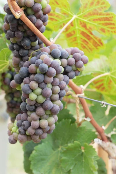 Fresh grapes in the vineyard. — Stock Photo, Image