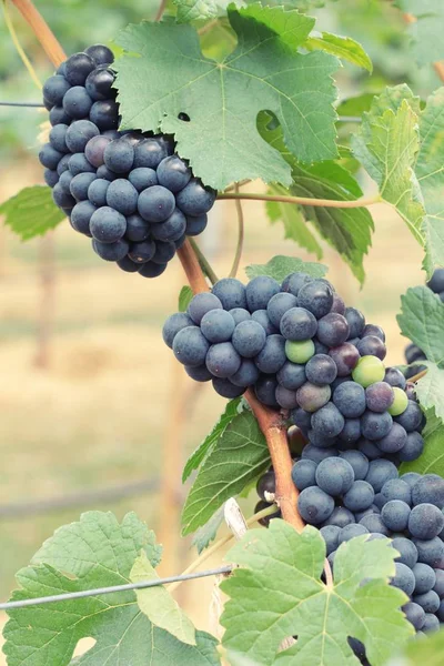 Raisins frais dans le vignoble . — Photo