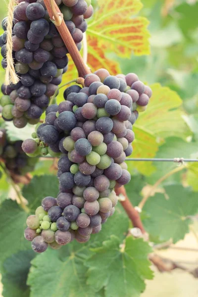 Uvas frescas en el viñedo . —  Fotos de Stock